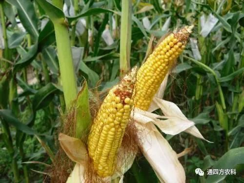 ���׶d���c�՗U��ԭ����