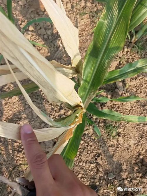 ���쵽��(l��i)��������ģʽ���_(k��i)������(du��)������ɶΣ��������A(y��)����