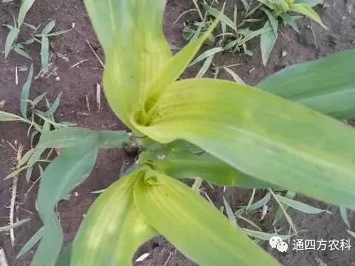 ���הQ����ô�k����ץ�o��Q��(hu��)Ӱ푮a(ch��n)��!!!